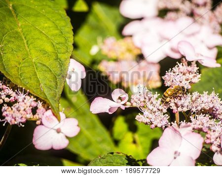 Bumble-bee Flying, Sitting And Working Out A Flower