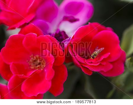 Bumble-bee Flying, Sitting And Working Out A Flower