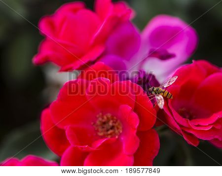 Bumble-bee Flying, Sitting And Working Out A Flower