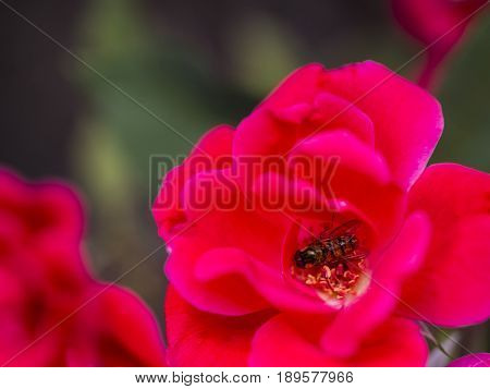Bumble-bee Flying, Sitting And Working Out A Flower