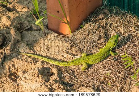 Beautiful Magical Green Lizard In The Spring On The Sun Close.