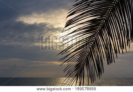 Palm frond on the beach at sunrise