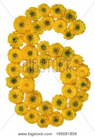 Arabic Numeral 6, Six, From Yellow Flowers Of Buttercup, Isolated On White Background