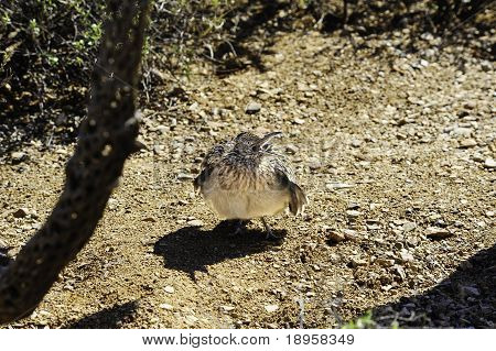 Roadrunner