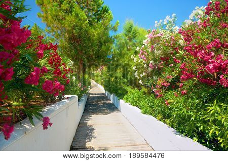 Beautiful classical Greek hotel road pathway to sea beach for tourists among red white rose colorful red rose white flowers and green palms walls. Greece islands holidays tours. Greece Crete island