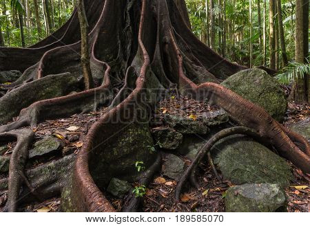 closeup of ancient fig tree roots and buttresses