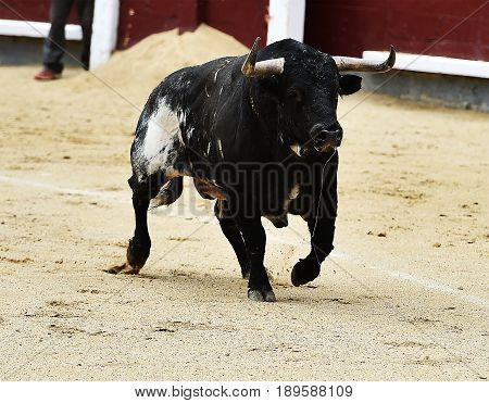 bull in spain with big horns in bullring