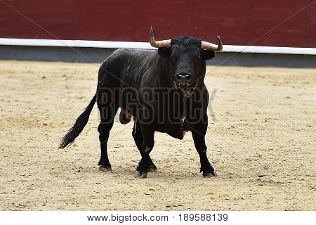 bull in spain with big horns in bullring