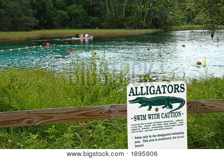 Schwimmen Sie mit Gators