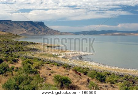 Abert lago