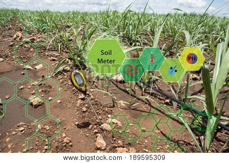 soil meter for measured 4 indicator in the soil including PH Lux meter temperature Moisture in the sugarcane field which use dripping irrigation water system