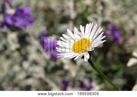 White daisy blooming among a bed of purple Salvia flowers and silver foliage
