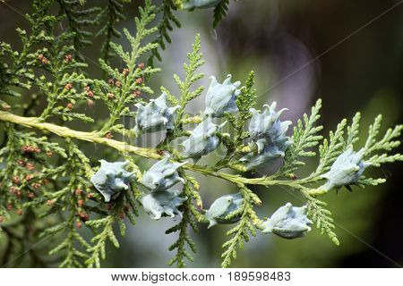 The harvest branches heavily laden arbor vitae.