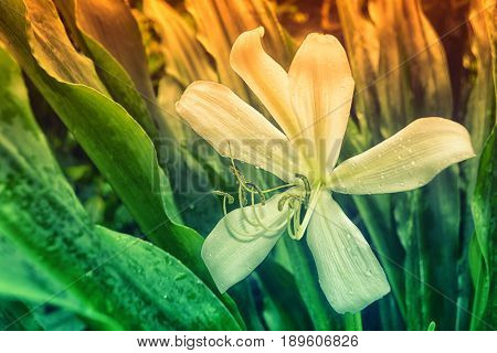 Crinum Lily Blooming Spring Flower in Garden  Background