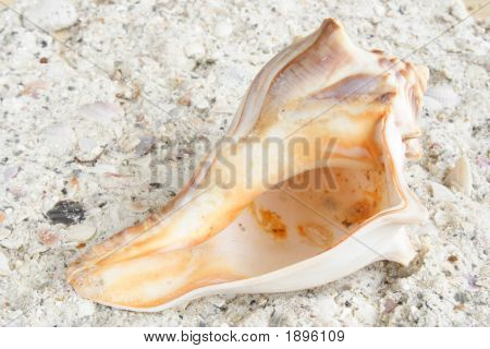 Shell