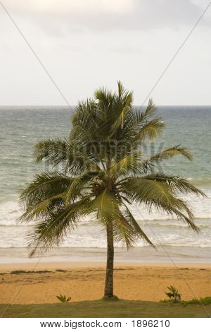 Palm Tree, praia Luquillo, Puerto Rico