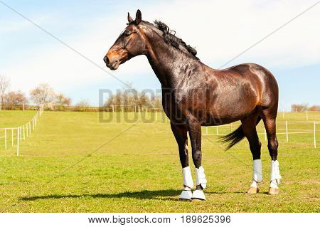 Purebred stallion in bandages standing on pasturage. Multicolored summertime exterior outdoors horizontal image.