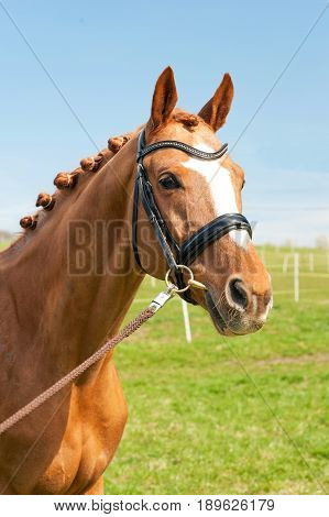 Thoroughbred braided chestnut horse portrait. Multicolored summertime outdoors image.