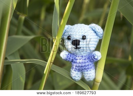 Teddy bear on the Green leaf Kamisha