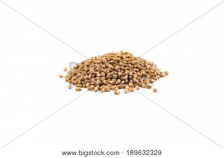 Wheat Grain On White