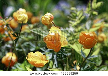 Close-up flower Trollius. Selective focus and shallow depth of field