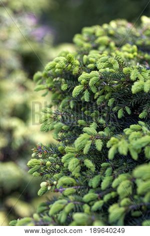 Close-up of Picea abies Inversa, garden spruce. Selective focus and shallow depth of field