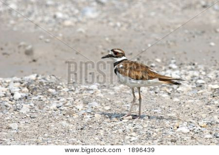Killdeer