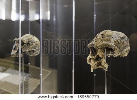 Prehistoric Human Skulls