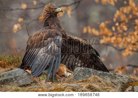 Eagle catch hare on the field and sitting.