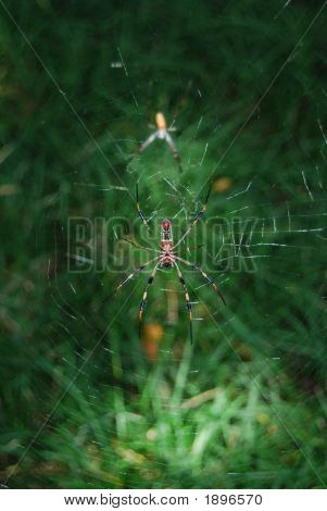 Bannana Spider