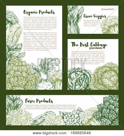 Cabbage and leafy vegetables posters and banners of white or red cabbage, cauliflower or broccoli and brussels sprouts, chinese napa and romanesco or kohlrabi and pak choi kale veggies for farm market
