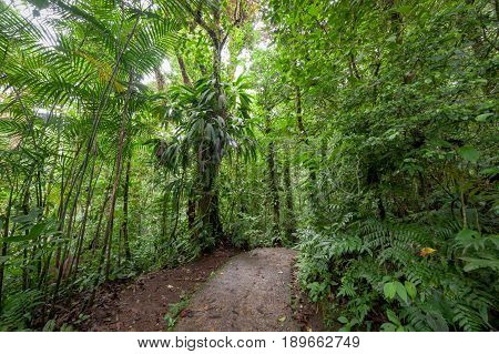 Stone path in Monteverde cloud forest Costa Rica