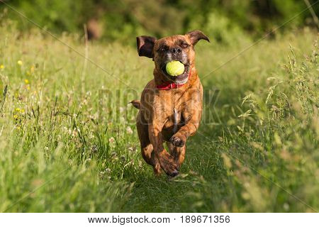 Cute Happy Dog Playing Fetch With Ball In Long Grass