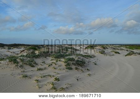 Scrub growing out of small rolling sand dunes in Aruba.