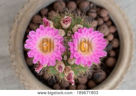 Notocactus Mammulosus cactus with blooming purple flower