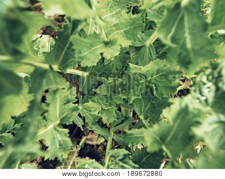 Upper Detail Of Young Oilseed Rape In Field. Fresh Green Colors Of Flowers. Oilseed Rapeseed
