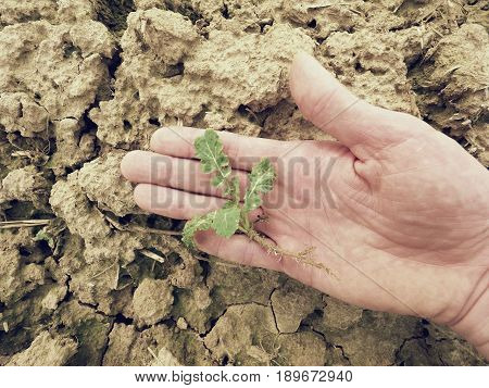 Farmer Hand Hold  Rapeseed In Spring Field. Agriculturalist Check Quality Of Flower, Pests