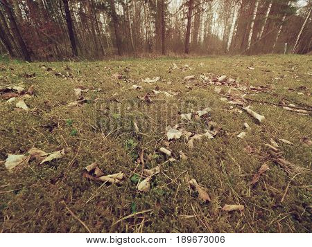 Old Yellow Leaves Fallen On Dry Moss.dry Small Plants Of Moss, Dry Pine Needles And Dry Oak Leaves.