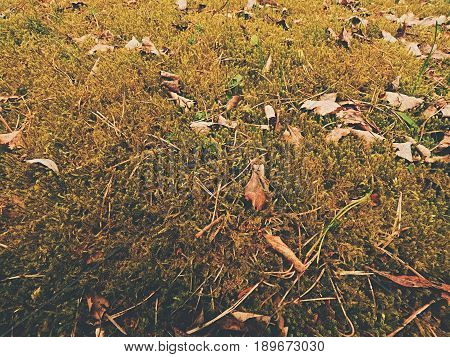 Old Yellow Leaves Fallen On Dry Moss.dry Small Plants Of Moss, Dry Pine Needles And Dry Oak Leaves.