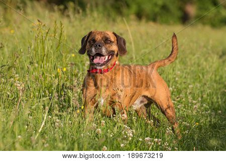 Cute Happy Dog Playing Fetch With Ball In Long Grass