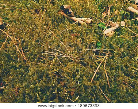 Old Yellow Leaves Fallen On Dry Moss.dry Small Plants Of Moss, Dry Pine Needles And Dry Oak Leaves.