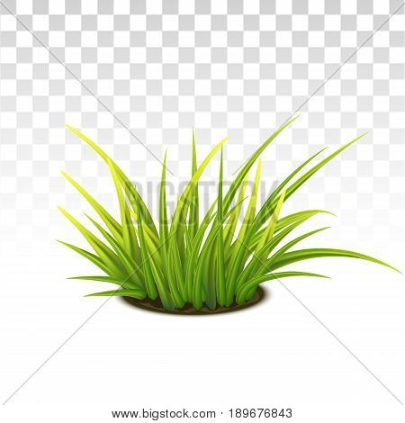 Tussock Of Green Grass