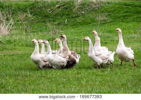 Flock of geese grazing on grass in spring field.