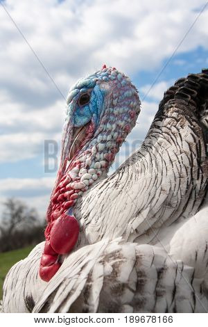 turkey male or gobbler closeup on the cloudy sky background.