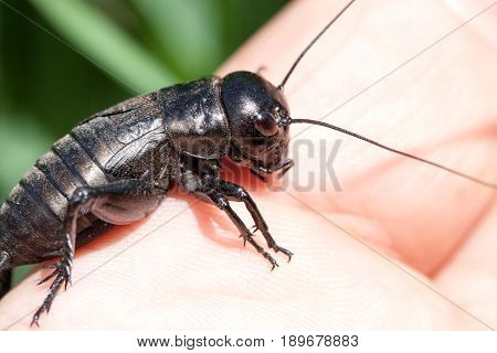 hand holding field cricket outdoors. Gryllus campestris.