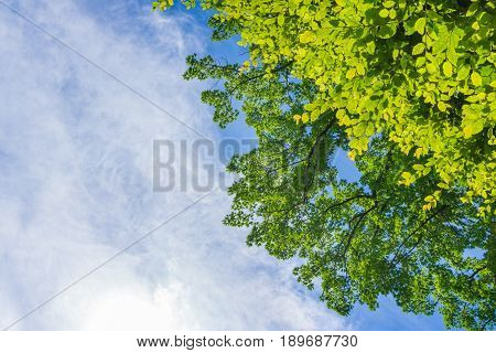 View on Colorful Big Trees in front of a blue Sky. Growing Trees in the Forest. Green Forest.