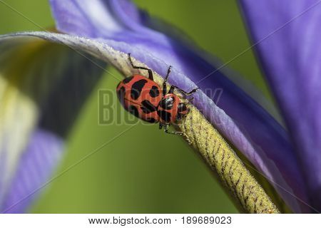 Ladybird Beetle Crawling On Blue Flag Iris