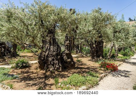 The Garden of Gethsemane on the Mount of Olives in Jerusalem, Israel. Old olive trees in the Garden