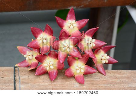 A rare yellowish and red orchid type flowers.  A climbing plant.