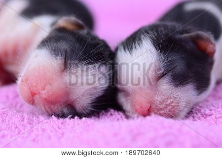 Two cute newborn black and white kitten sleeping on purple towel as background.